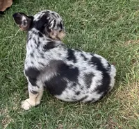 Blanche, a female French Bulldog for sale in Bedford, TX – 6 of 6