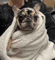 Tex, a female French Bulldog for sale in Bedford, TX – 3 of 5