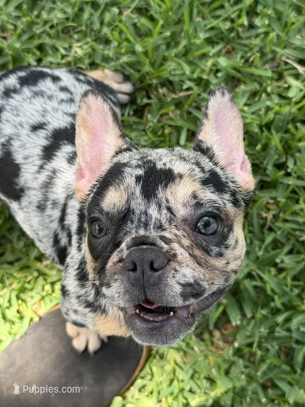 Tex – French Bulldog puppy for sale in Bedford, TX