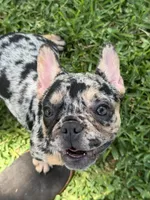 Tex, a female French Bulldog for sale in Bedford, TX – 1 of 5