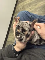 Tex, a female French Bulldog for sale in Bedford, TX – 2 of 5