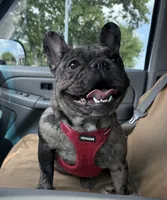 Lily, a female French Bulldog for sale in Bedford, TX – 4 of 6