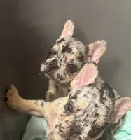 Rose, a female French Bulldog for sale in Bedford, TX – 2 of 4