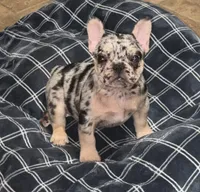 Blanche, a female French Bulldog for sale in Bedford, TX – 2 of 6
