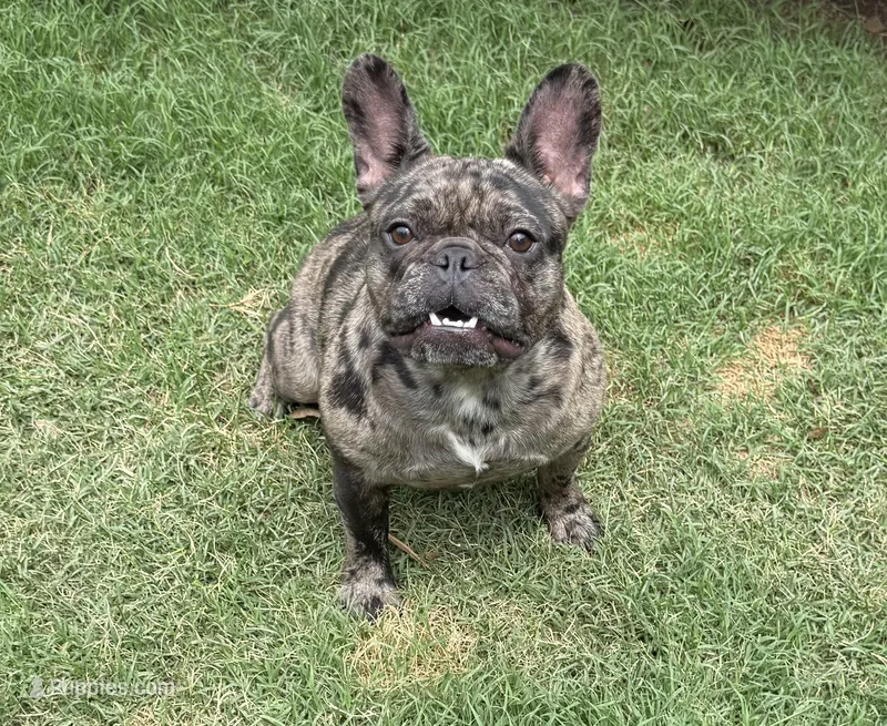 Lily – French Bulldog puppy for sale in Bedford, TX