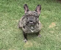 Lily, a female French Bulldog for sale in Bedford, TX – 1 of 6