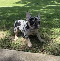 Tex, a female French Bulldog for sale in Bedford, TX – 5 of 5