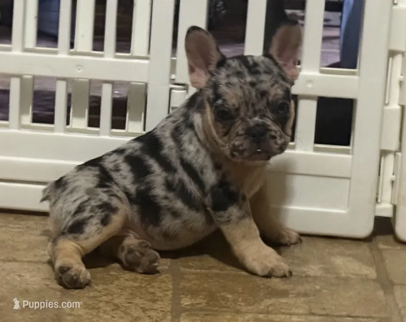 Blanche – French Bulldog puppy for sale in Bedford, TX