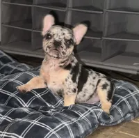 Blanche, a female French Bulldog for sale in Bedford, TX – 4 of 6