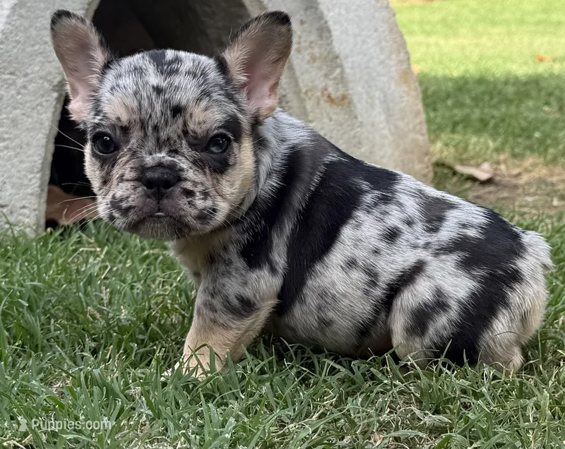 Blanche AKA Eyeliner – French Bulldog puppy for sale in Bedford, TX