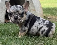 Blanche, a female French Bulldog for sale in Bedford, TX – 5 of 6