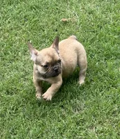 Dorothy, a female French Bulldog for sale in Bedford, TX – 3 of 4