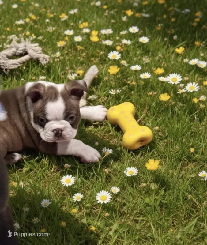 Cocoa  – Boston Terrier puppy for sale in Saint Clair Shores, MI