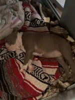 Joe, a male Boston Terrier for sale in Saint Clair Shores, MI – Photo 2 of 2