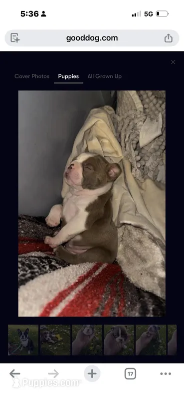 Joe – Boston Terrier puppy for sale in Saint Clair Shores, MI