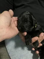 Sunshine, a female Double Doodle for sale in Jacksonville, FL – 4 of 7