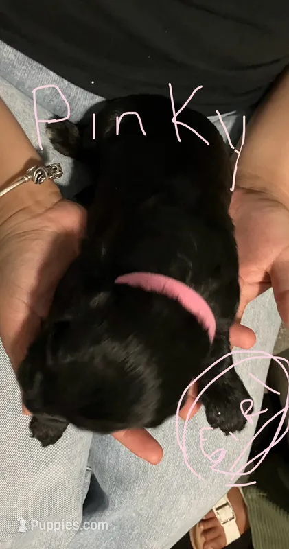 Pinky. – Double Doodle puppy for sale in Jacksonville, FL