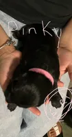 Pinky., a female Double Doodle for sale in Jacksonville, FL – 1 of 5
