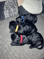 Clifford, a male Double Doodle for sale in Jacksonville, FL – 5 of 5
