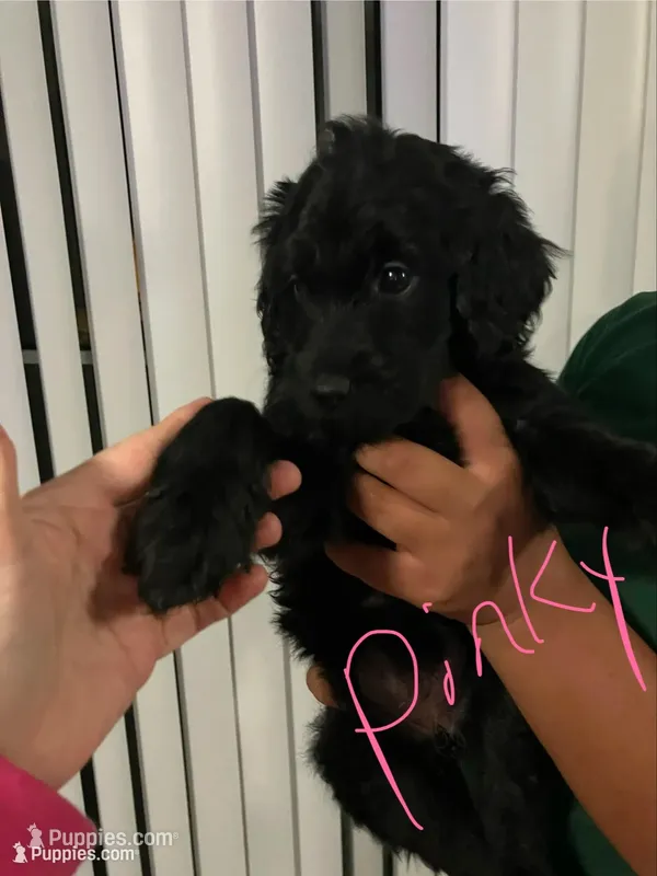 Pinky. – Double Doodle puppy for sale in Jacksonville, FL