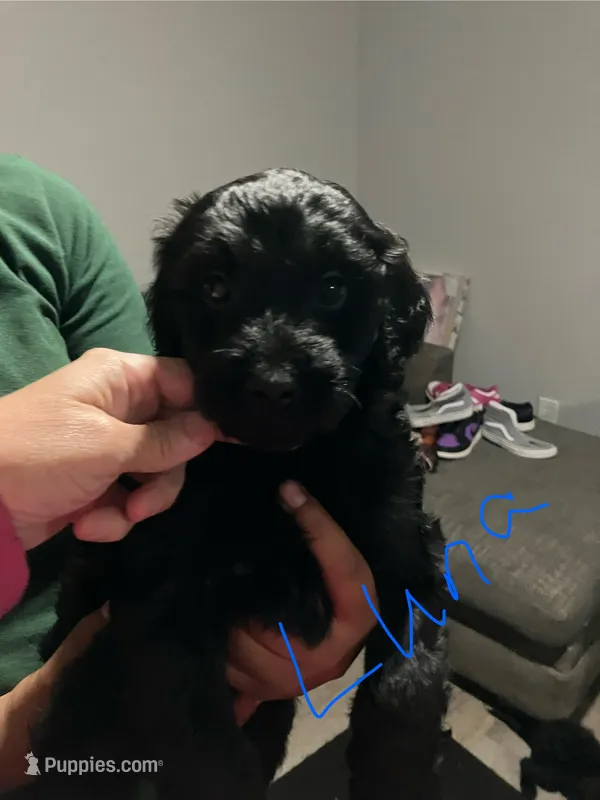 Luna – Double Doodle puppy for sale in Jacksonville, FL