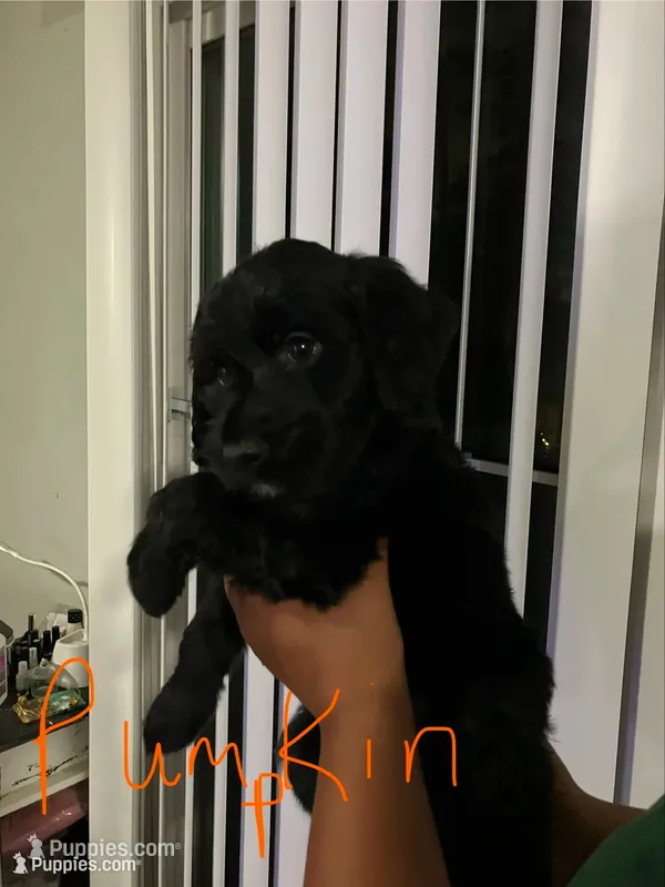 Pumpkin. – Double Doodle puppy for sale in Jacksonville, FL
