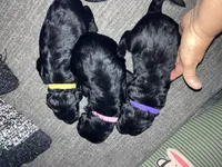 Pinky., a female Double Doodle for sale in Jacksonville, FL – 5 of 5