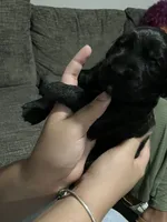 Pumpkin., a male Double Doodle for sale in Jacksonville, FL – 4 of 5