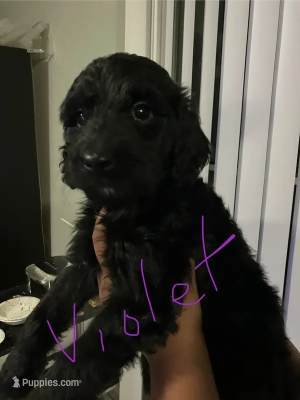 Violet  – Double Doodle puppy for sale in Jacksonville, FL