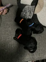 Luna, a male Double Doodle for sale in Jacksonville, FL – 5 of 5