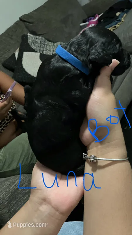 Luna – Double Doodle puppy for sale in Jacksonville, FL