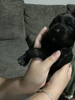 Pumpkin., a male Double Doodle for sale in Jacksonville, FL – 2 of 5