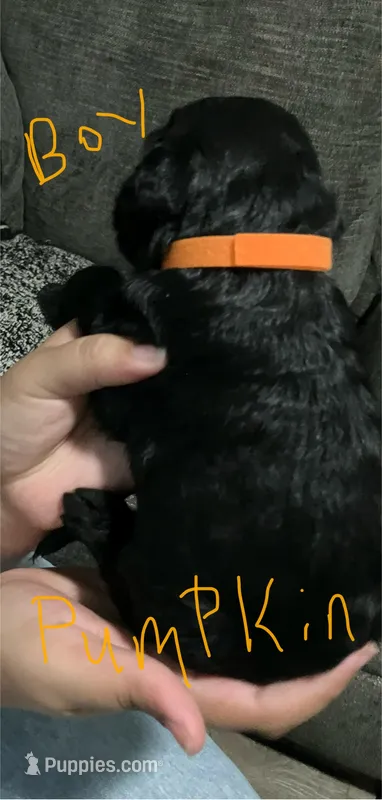 Pumpkin. – Double Doodle puppy for sale in Jacksonville, FL