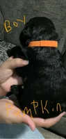 Pumpkin., a male Double Doodle for sale in Jacksonville, FL – 1 of 5