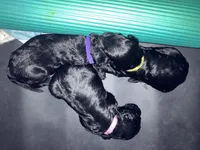 Pinky., a female Double Doodle for sale in Jacksonville, FL – 4 of 5