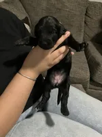 Pinky., a female Double Doodle for sale in Jacksonville, FL – 2 of 5