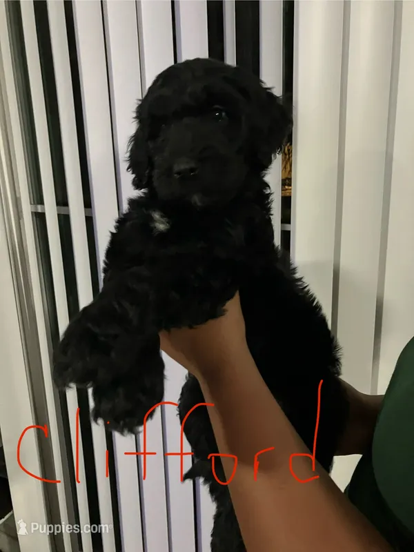 Clifford – Double Doodle puppy for sale in Jacksonville, FL