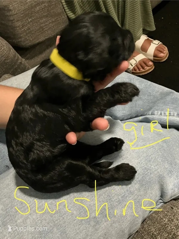 Sunshine – Double Doodle puppy for sale in Jacksonville, FL