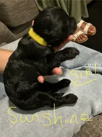 Sunshine, a female Double Doodle for sale in Jacksonville, FL – 1 of 7