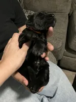 Pumpkin., a male Double Doodle for sale in Jacksonville, FL – 5 of 5