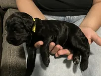 Sunshine, a female Double Doodle for sale in Jacksonville, FL – 2 of 7