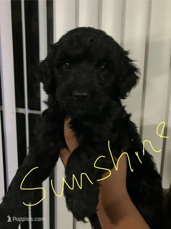 Sunshine – Double Doodle puppy for sale in Jacksonville, FL