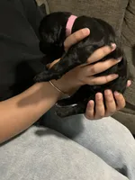 Pinky., a female Double Doodle for sale in Jacksonville, FL – 3 of 5
