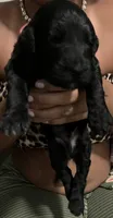 Clifford, a male Double Doodle for sale in Jacksonville, FL – 3 of 5
