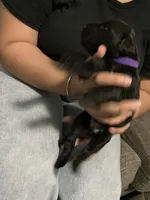 Violet , a female Double Doodle for sale in Jacksonville, FL – 4 of 6