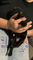 Violet , a female Double Doodle for sale in Jacksonville, FL – 1 of 6