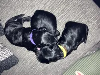 Violet , a female Double Doodle for sale in Jacksonville, FL – 6 of 6