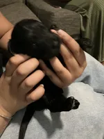 Sunshine, a female Double Doodle for sale in Jacksonville, FL – 3 of 7
