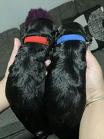 Luna, a male Double Doodle for sale in Jacksonville, FL – 4 of 5