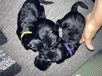 Sunshine, a female Double Doodle for sale in Jacksonville, FL – 6 of 7